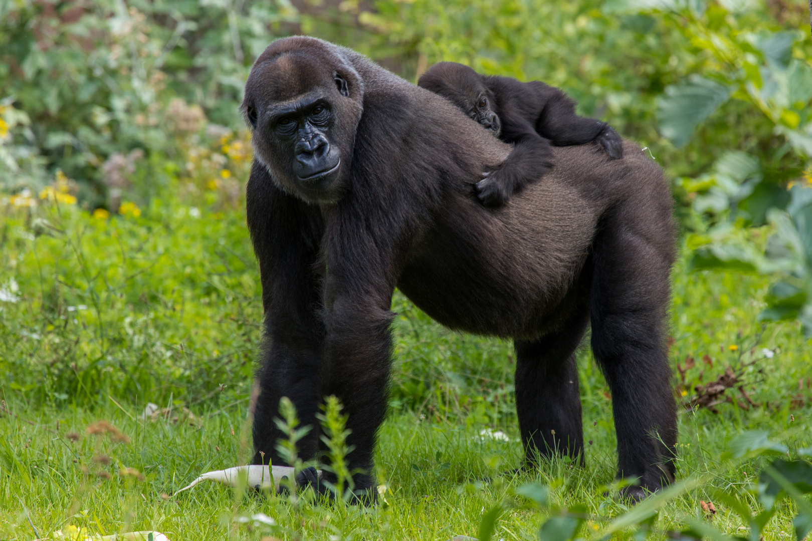 Gorilla