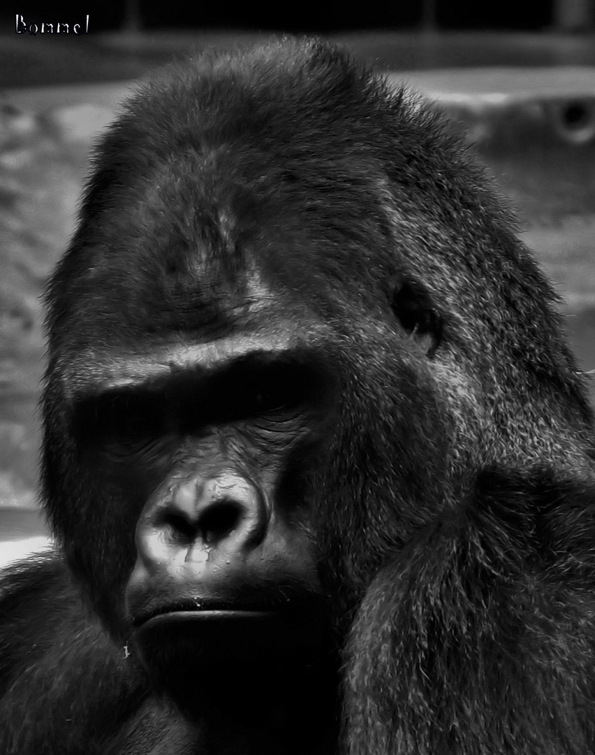 Gorilla