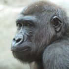 Gorilla