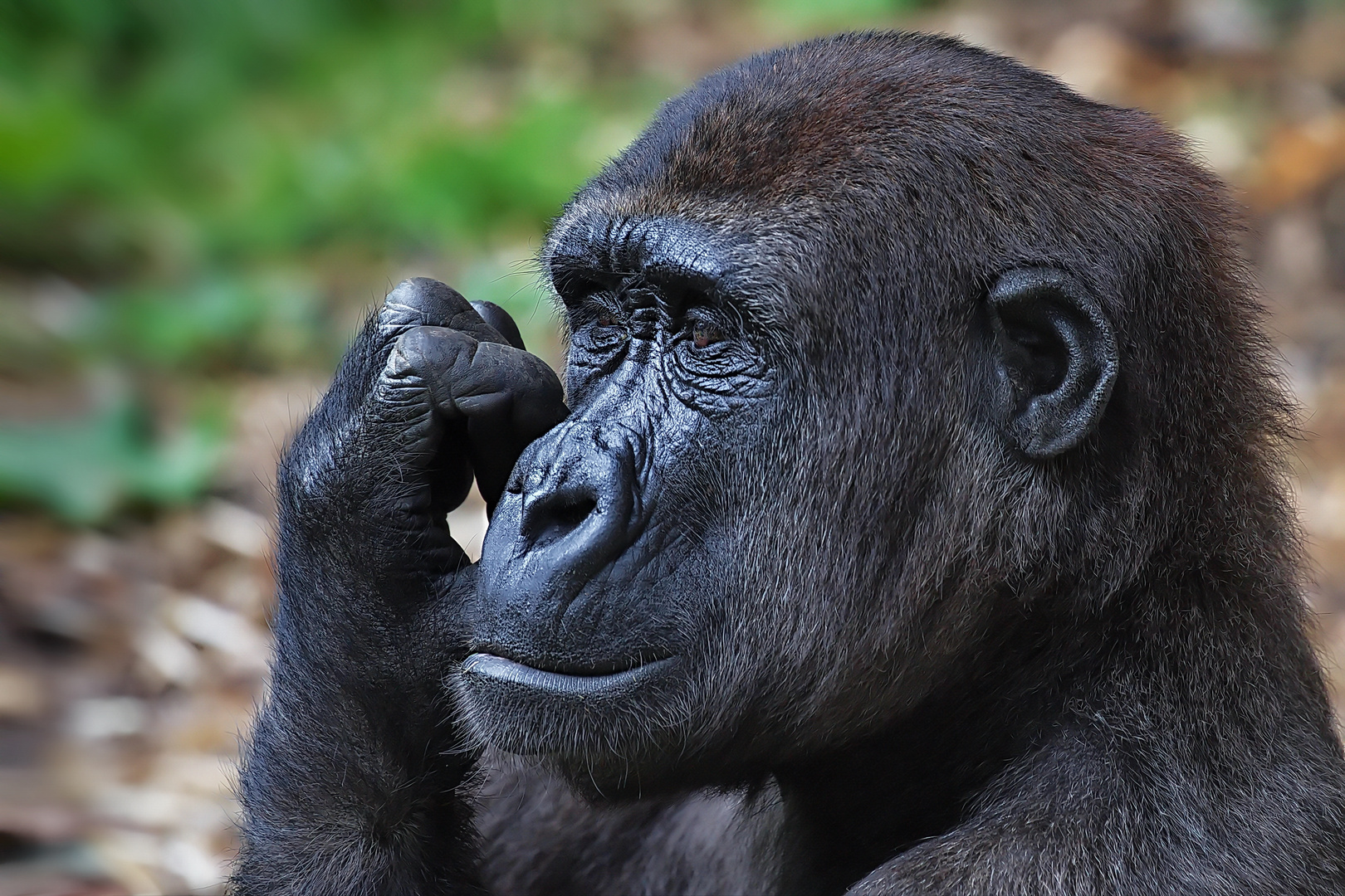 Gorilla foto bild tiere zoo wildpark falknerei s ugetiere