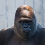 Gorilla