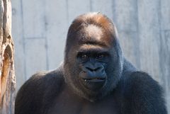 Gorilla