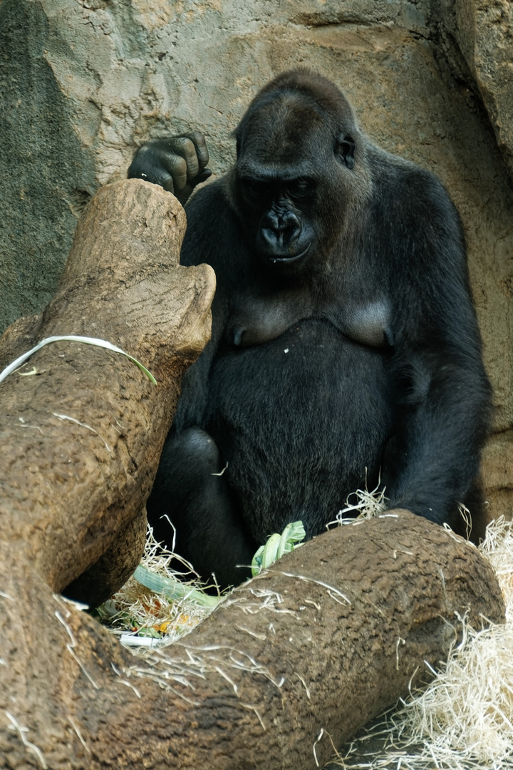 Gorilla 