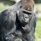 GORILLA