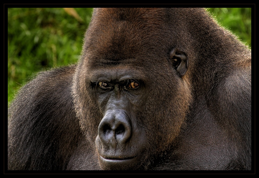 Gorilla