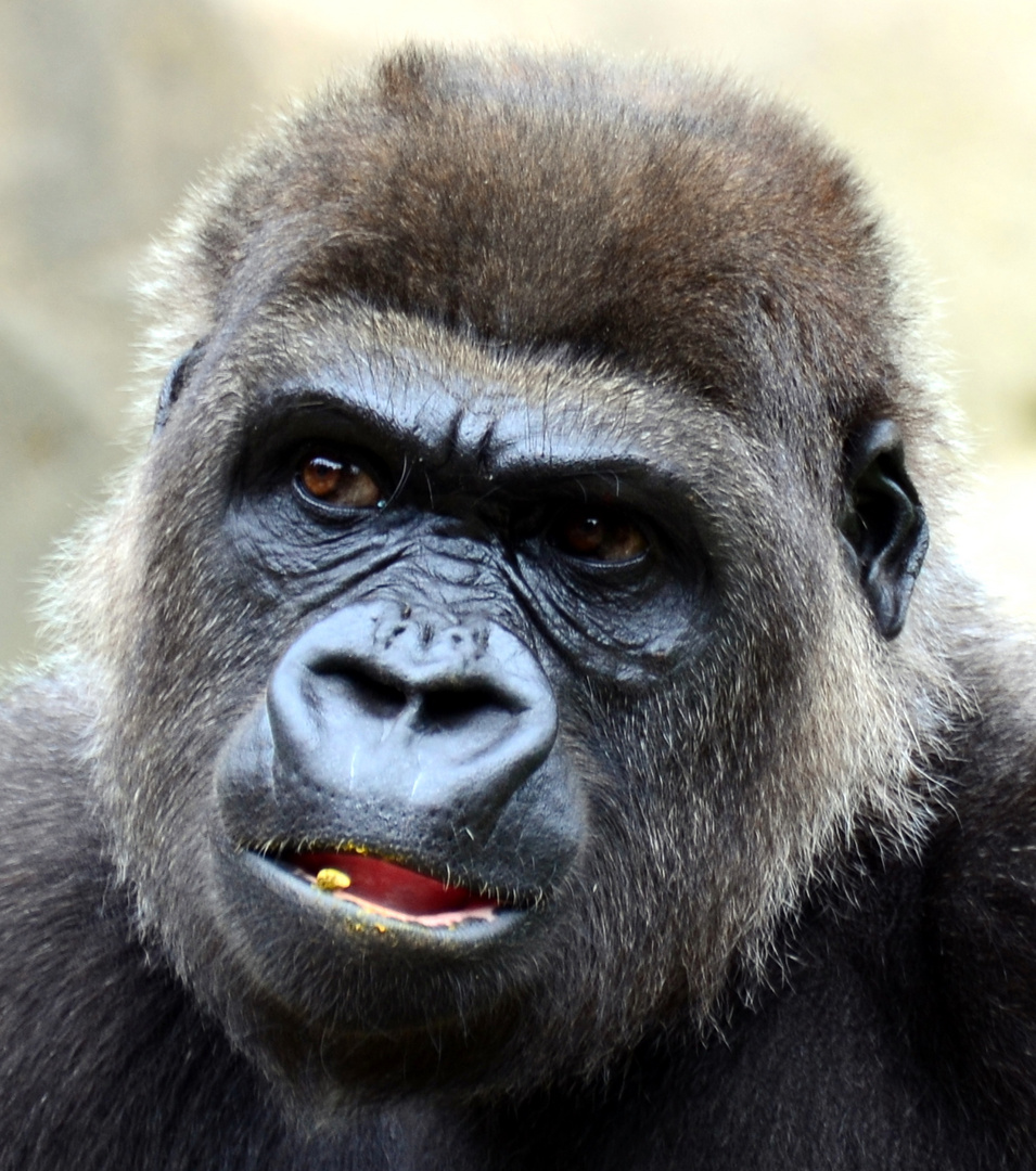 Gorilla