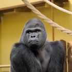 Gorilla