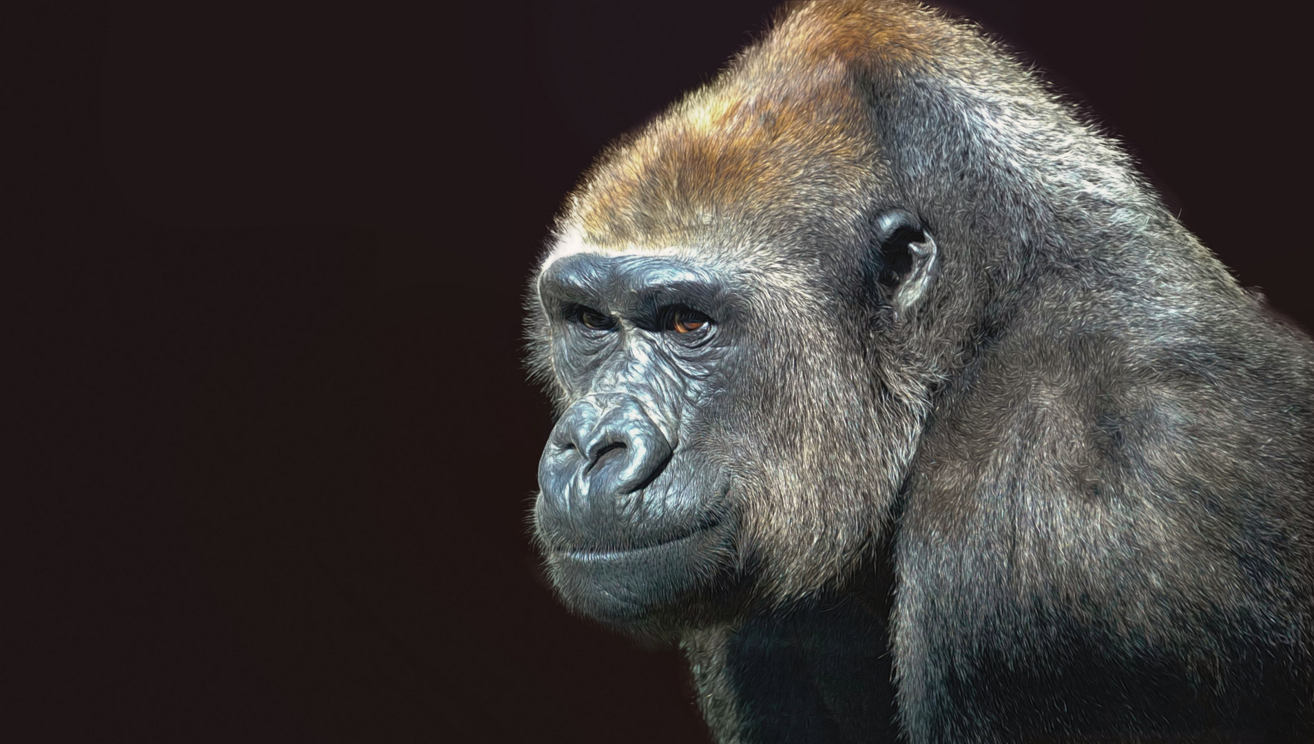 Gorilla