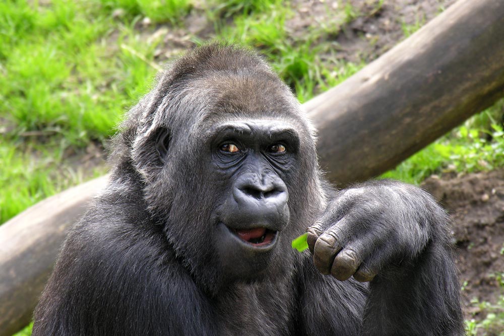 Gorilla