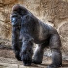 Gorilla