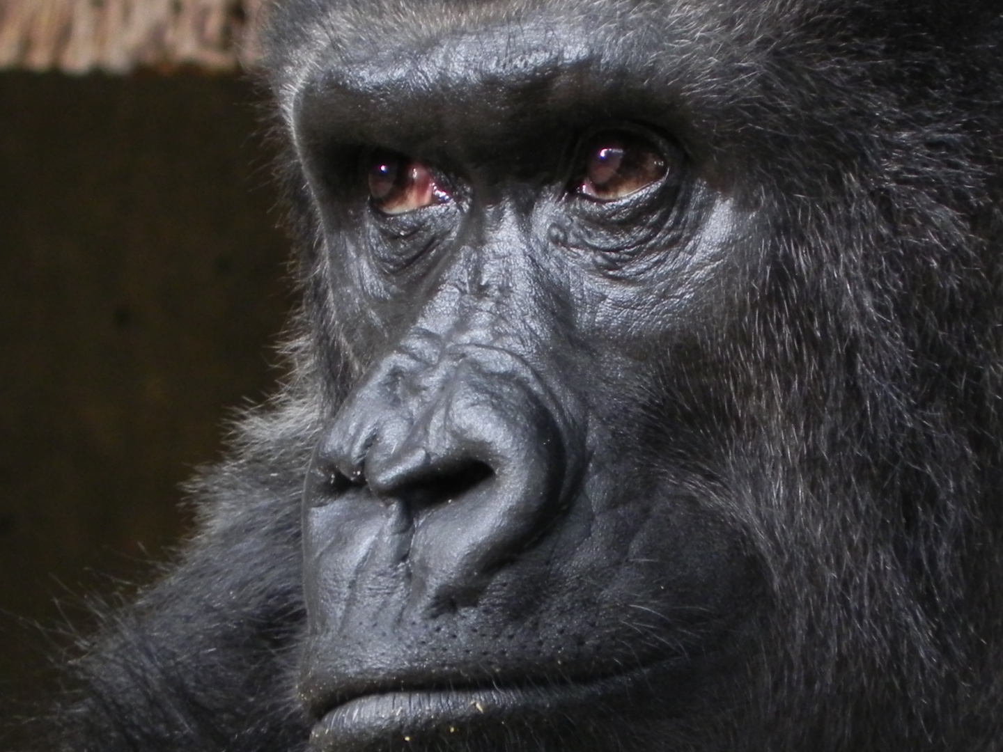 Gorilla