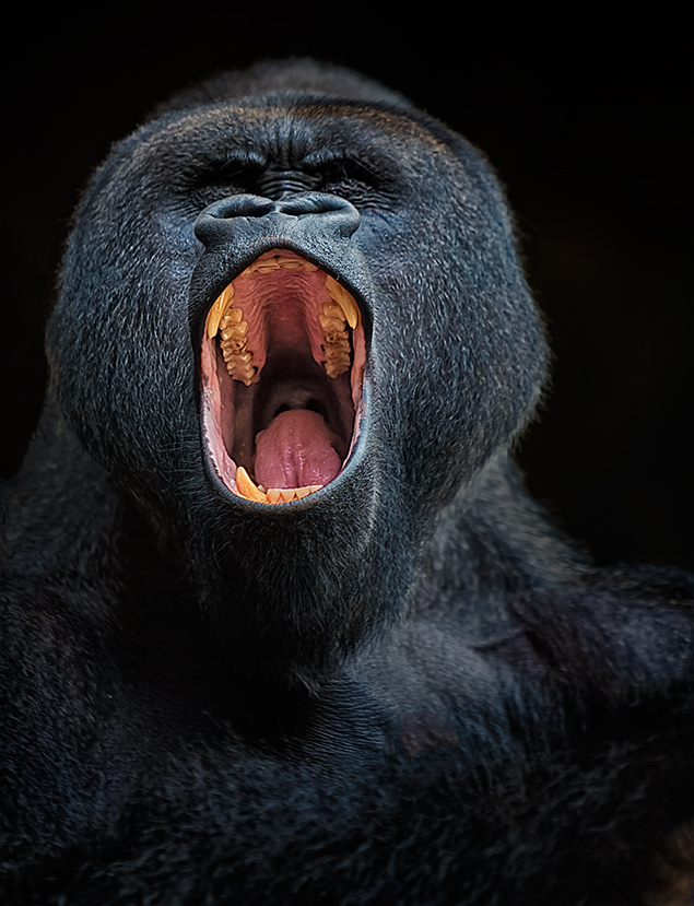 Gorilla