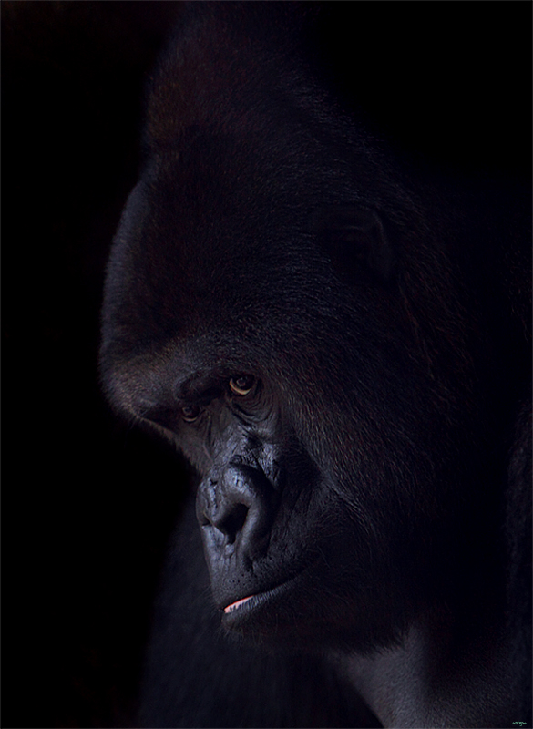 Gorilla