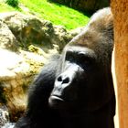 Gorilla