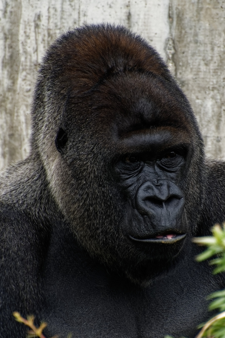 Gorilla foto bild tiere zoo wildpark falknerei s ugetiere