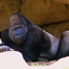 Gorilla