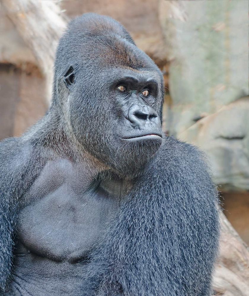 Gorilla