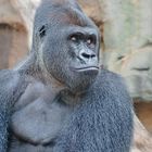 Gorilla