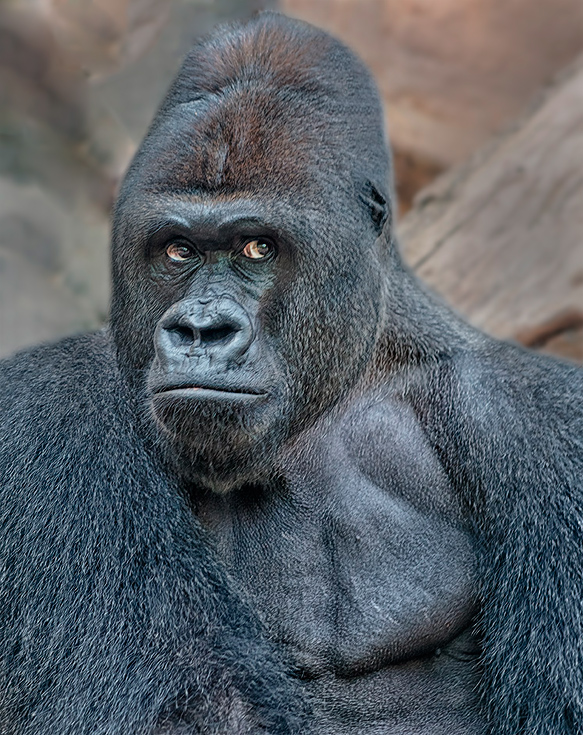 Gorilla