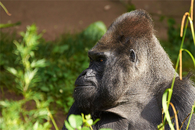 Gorilla