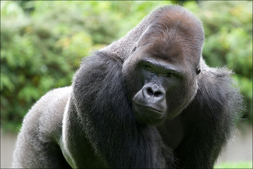 Gorilla