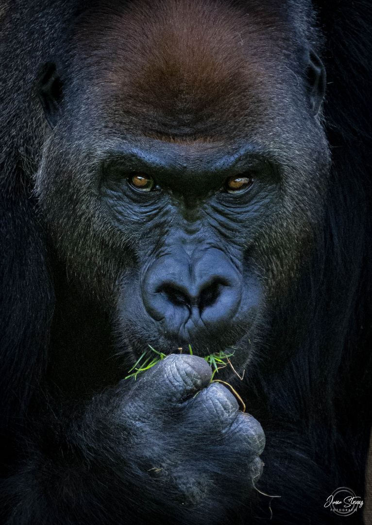 Gorilla