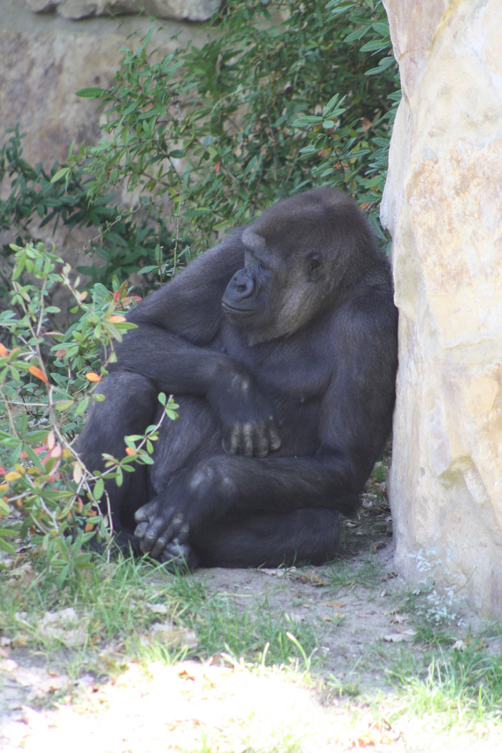 Gorilla