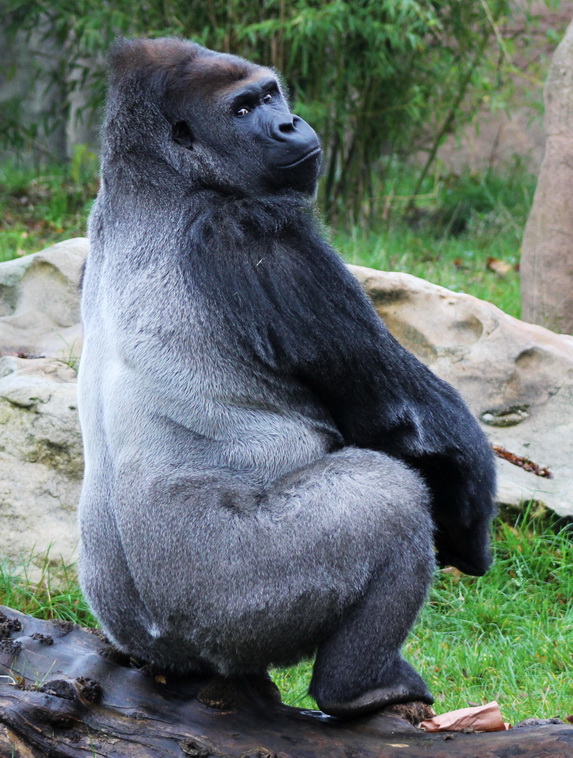 Gorilla