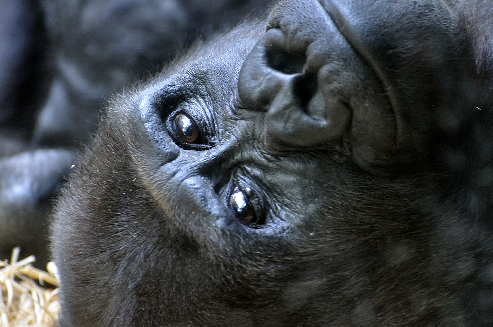 Gorilla