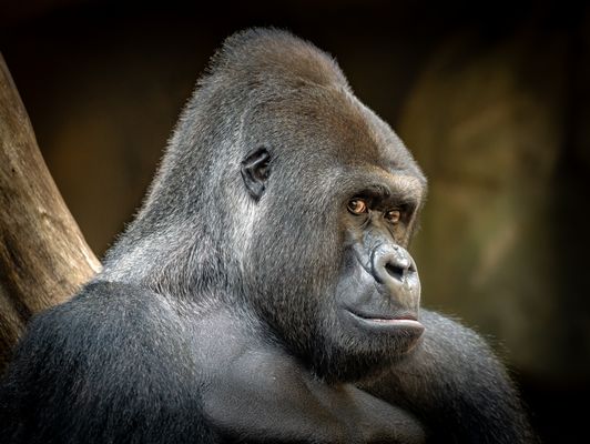 Gorilla