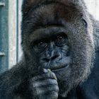 Gorilla 