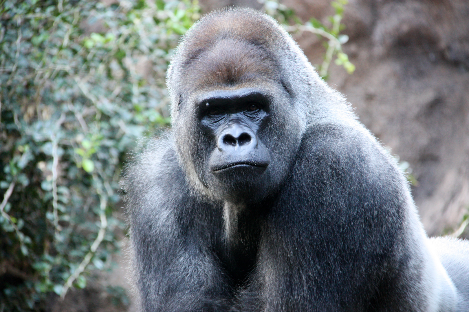 Gorilla