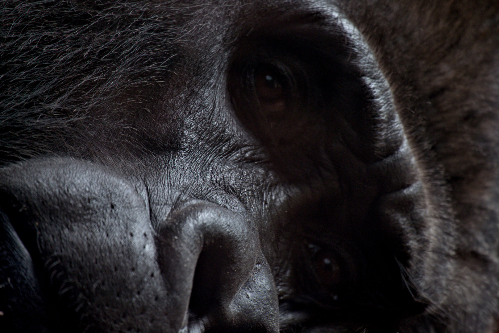 Gorilla Foto Bild Natur Portrait Affen Bilder Auf Fotocommunity