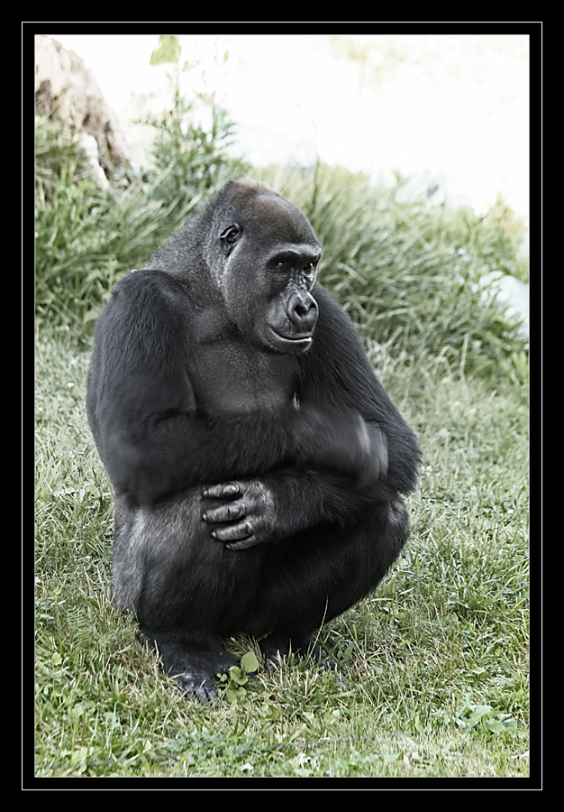 Gorilla