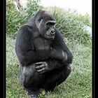 Gorilla