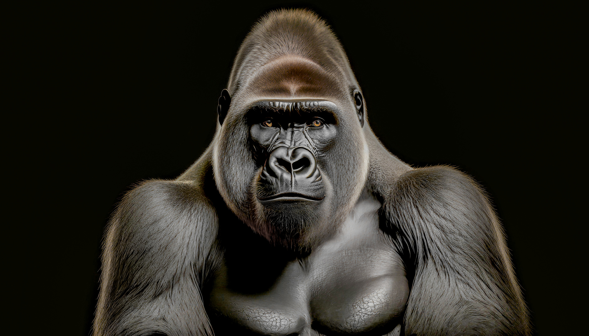 Gorilla