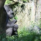 Gorilla