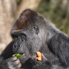 Gorilla