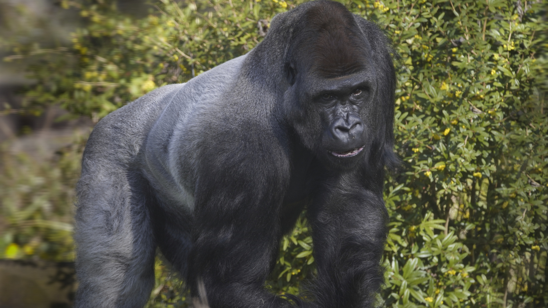 Gorilla