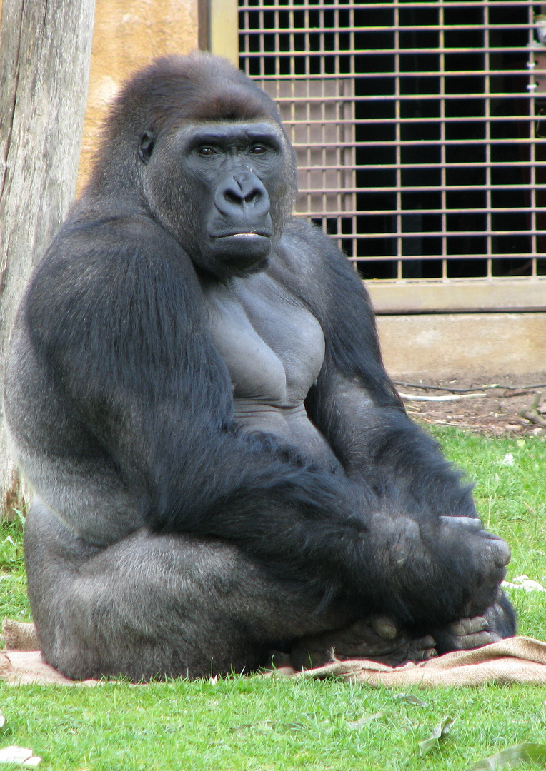 Gorilla