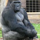 Gorilla