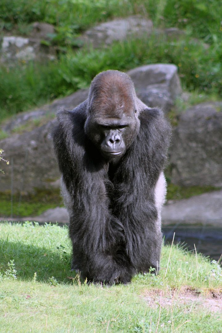 Gorilla