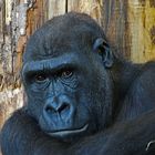 Gorilla