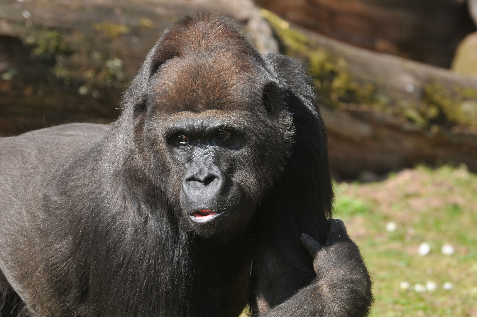 Gorilla