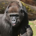 Gorilla