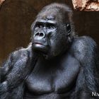 Gorilla