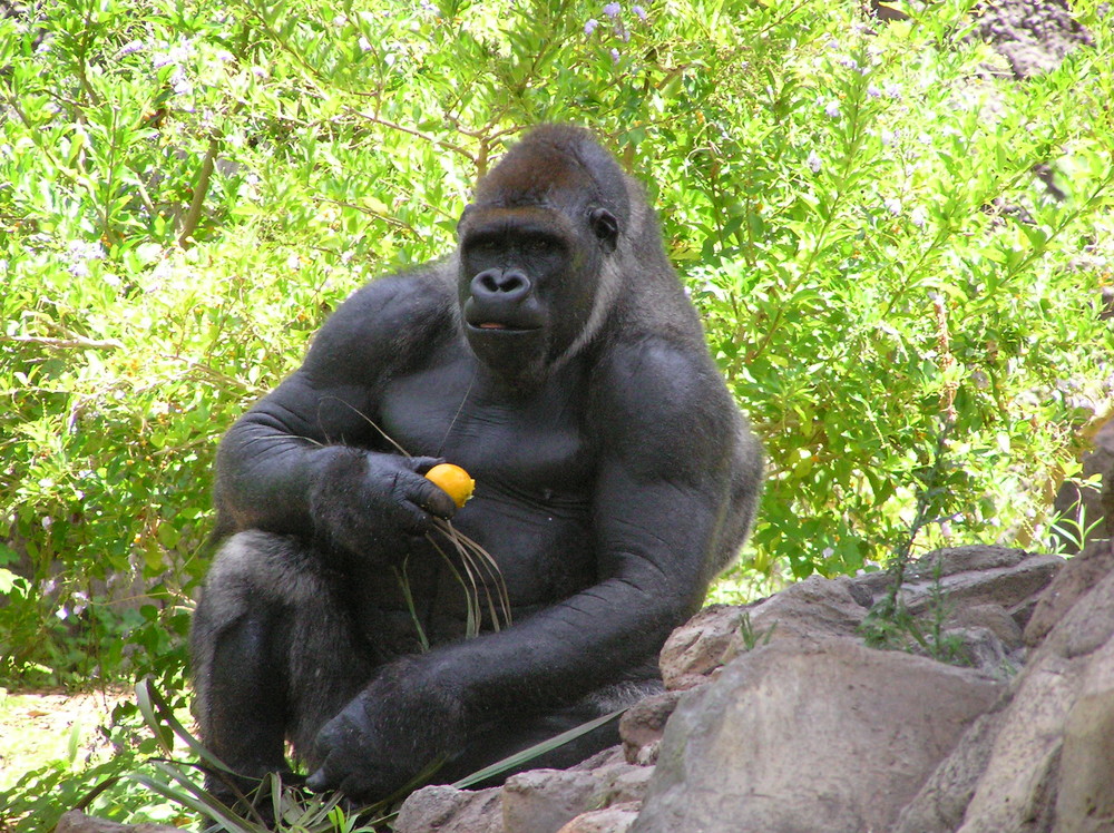 Gorilla