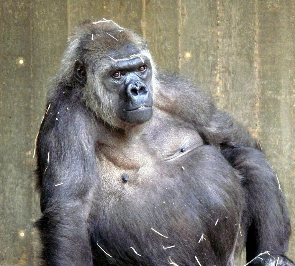 Gorilla