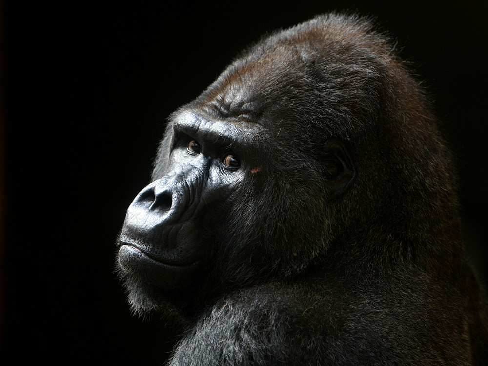 Gorilla