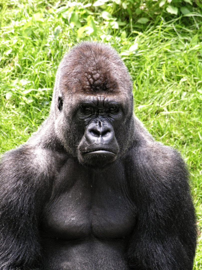 Gorilla